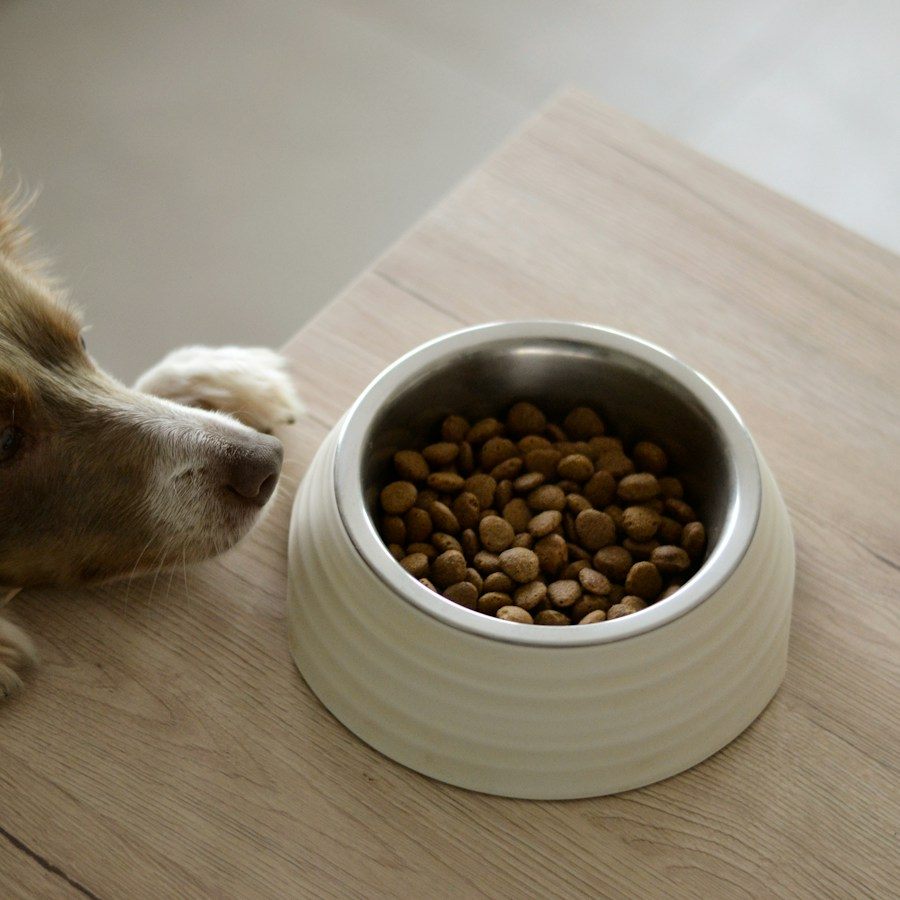 Perro junto a un cuenco con croquetas sobre una superficie de madera clara