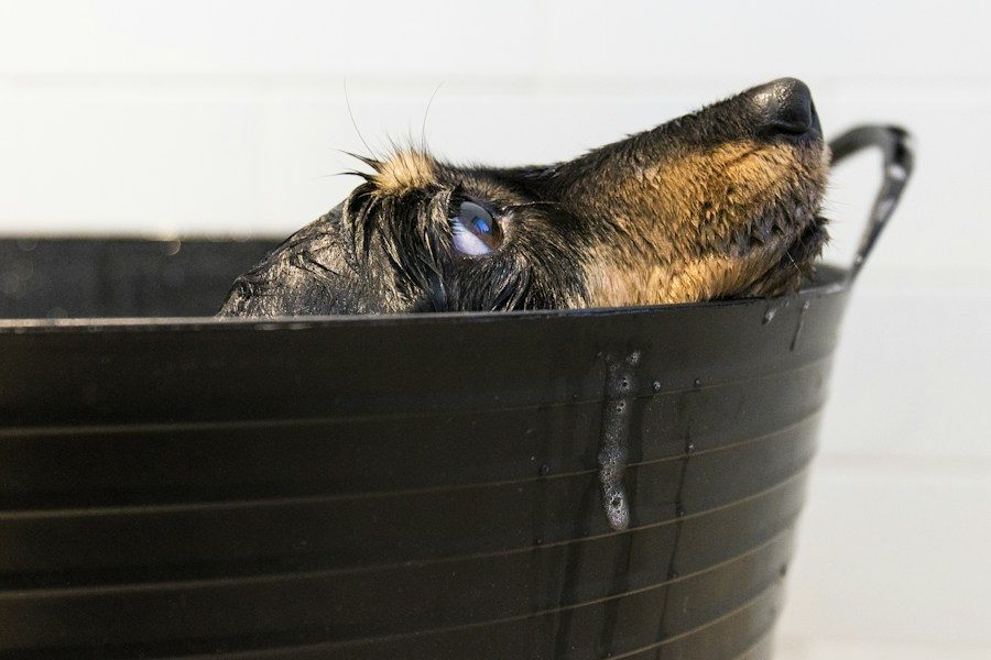 Perro durante el baño en un fondo blanco luminoso
