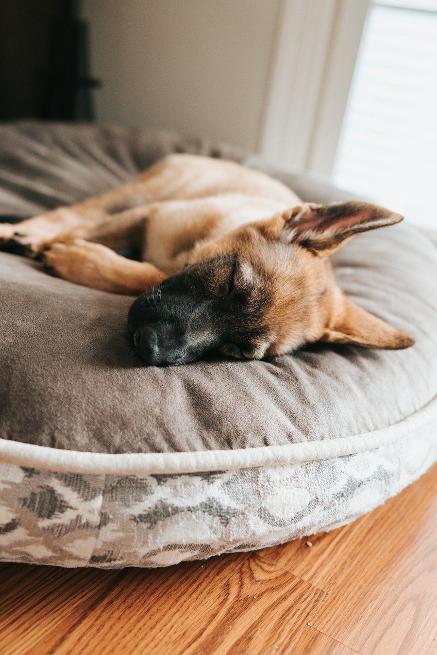 Perro descansando en una cama acolchada de tonos grises