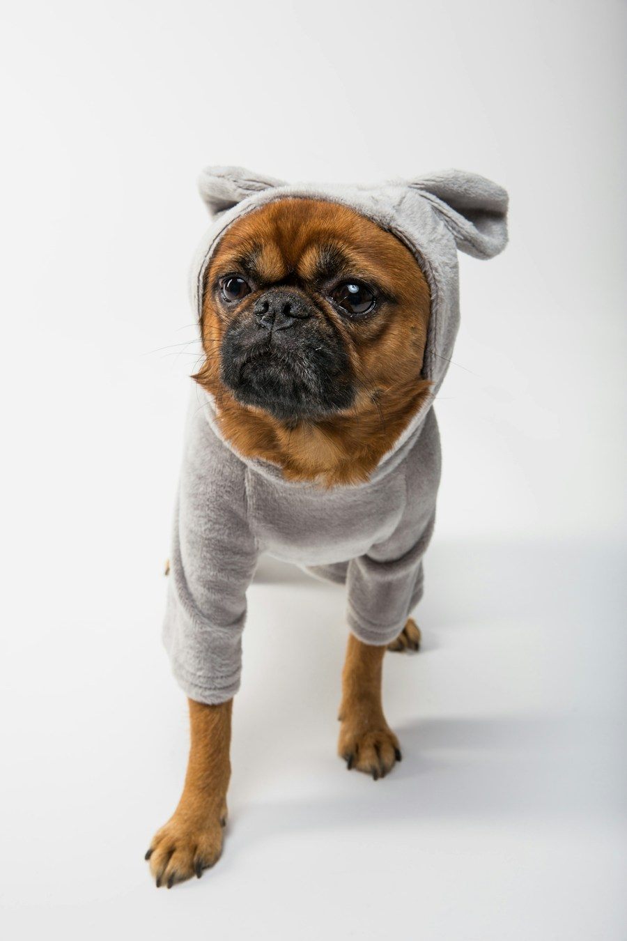 Perro con ropa gris fotografiado sobre fondo blanco de estudio